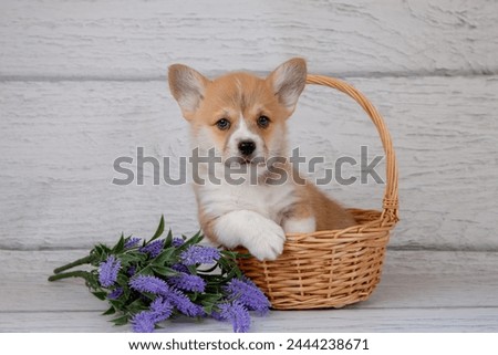 cute Welsh corgi puppy in a basket with spring purple flowers on a light wooden background