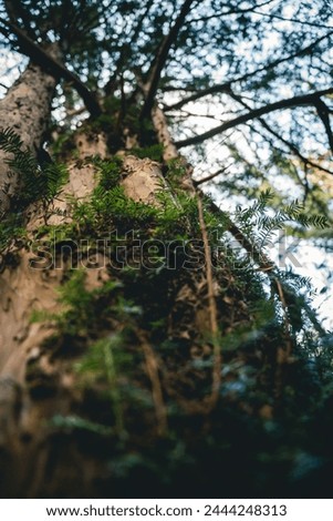 yew, yew bark, tree trunk, bark, pattern, red, tree, trees, forest, wallpaper