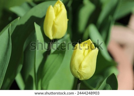 Flowering Tulips in the Spring
