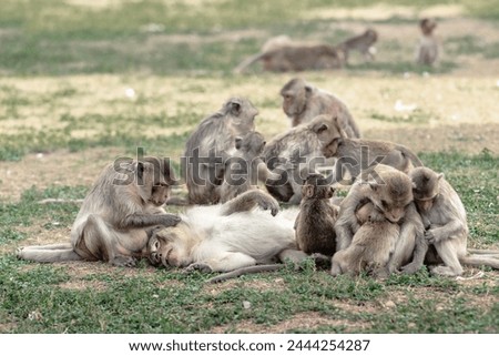 Long-tailed macaque named The crab-eating macaque family lousing each other, helping, grooming, finding flea outside Phra Prang Sam Yod, Lopburi Thailand
