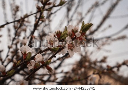 Several spring flowers on a tree branch on a light background. Cherry blossoms, white flowers on a white background. Japanese sakura. Pollen of the flower. A flowering tree in the village.