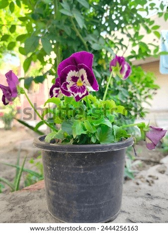 Pansies are the cheerful flowers with upturned faces.They love cool weather and are popular to grow in spring and fall. It has many coloures of flowers.