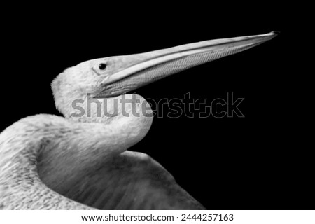 Great White Pelican Bird Big Beak Closeup Face  Royalty-Free Stock Photo #2444257163