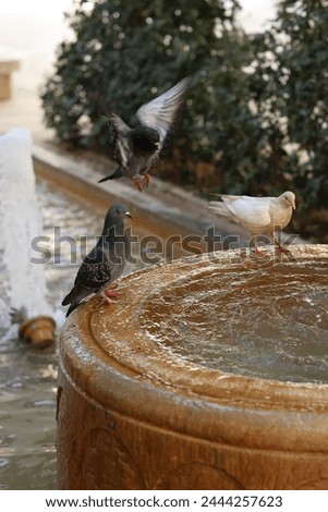 In this picture, three pigeons sitting on the fountain.