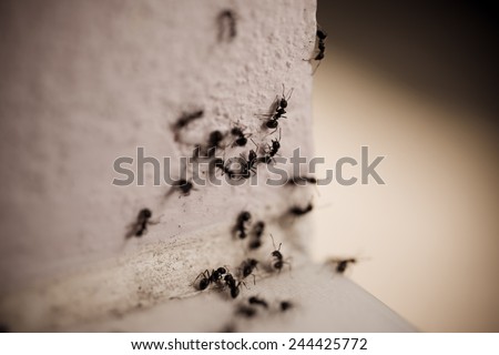 Group of carpenter ants on the wall Royalty-Free Stock Photo #244425772