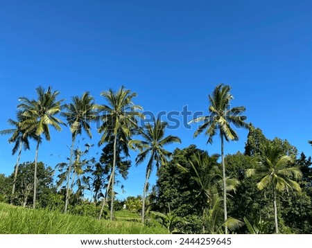 view of rice fields with coconut trees