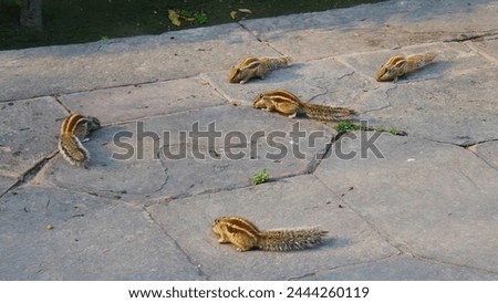 A large flock or group of three-banded Indian squirrels, eating bread crumbs, on a sidewalk of a large royal Hindu garden, animal amusement, distraction and rodents, hunting and gathering, chipped 