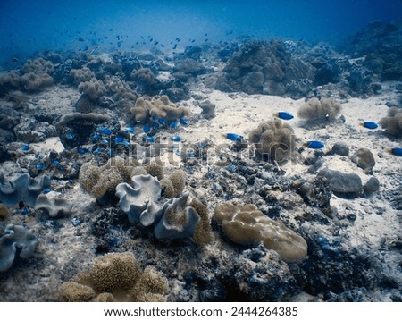Scuba diving in Seychelles : Coral ecosystem in Tiernay Marine Park on Mahé