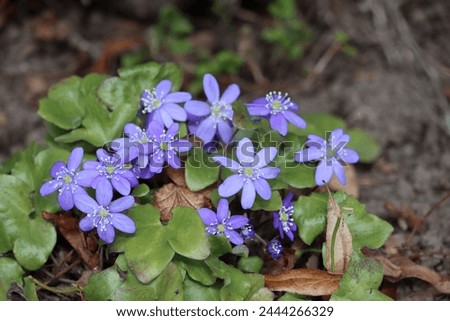 Sweden. Anemone hepatica, the common hepatica, liverwort, liverleaf, kidneywort, or pennywort, is a species of flowering plant in the buttercup family Ranunculaceae. Royalty-Free Stock Photo #2444266329
