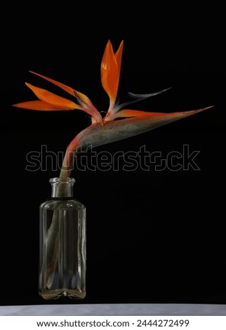  Colorful of Bird of paradise flowe