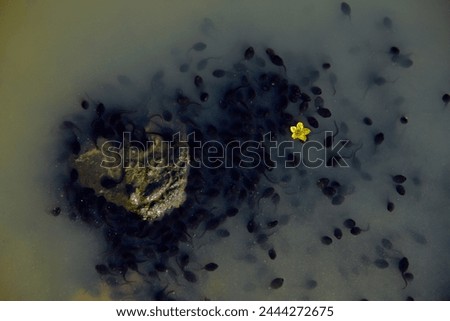 
A picture of newborn frogs in a pond in the Siahkal forests of Iran next to a beautiful flower that fell into the pond.