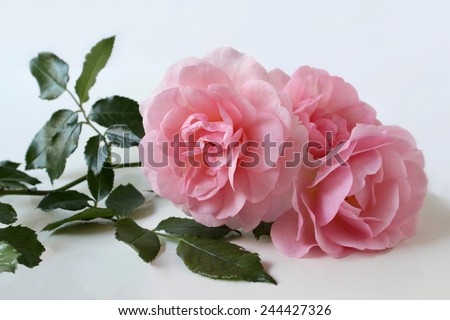 Bunch of pink roses, Floral decoration.
