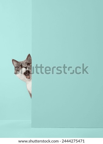 Grey cat peeps out of the corner, animal emotions, on pastel background, pet concept. Copy space.