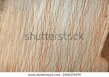 Beautiful texture of eucalyptus tree bark close-up. Backdrop with copy space
