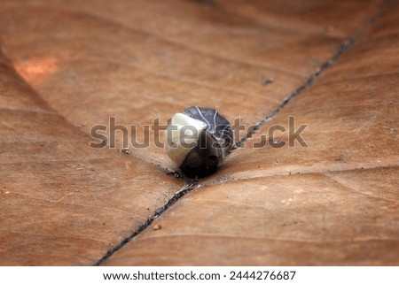Cubaris panda king isopod closeup on wood, Cubaris panda isopod closeup, Isopod form small balls on dry leaves