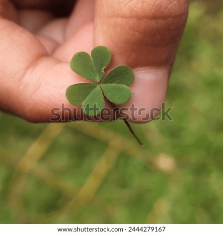 Clover leaves between the fingers look unique symbolizing faith hope and love