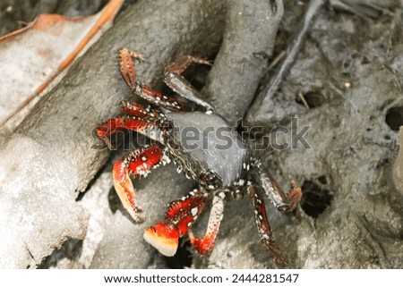 close-up photo of a crab in the mangrove showing animal life on a beach in Caraíva, a tourist site in Bahia.