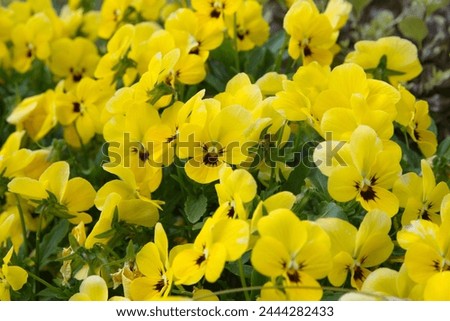 Yellow pansy flowerbed, floral background