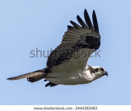Osprey in flight over the Potomac