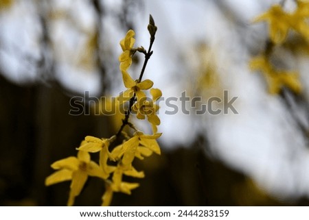 Postcard motifs in the garden. Spring blooming bushes and flowers in beautiful colors against a blurred background with copy space