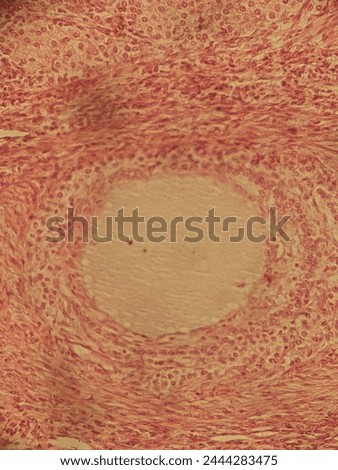 photo of section in cat overies as seen under the microscope
