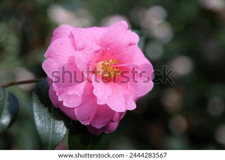 Macro image of a pink Japanese Camellia bloom with rain drops, Derbyshire England
