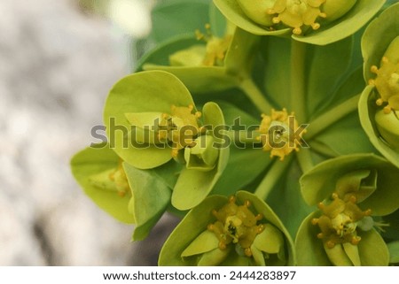 Euphorbia myrsinites, the myrtle spurge, blue spurge, or broad-leaved glaucous-spurge Royalty-Free Stock Photo #2444283897