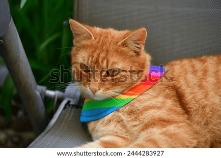 Domestic cat wearing bird warning cat collar covers around the neck