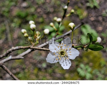 Macro photo of spring blossom. Blossoming fruit tree branch in the garden. Springtime. Chinese plum (Prunus mume) buds and flowers blooming. White pinkish color. Spring shot