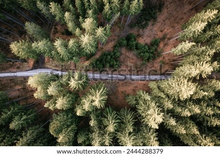 Forest from above, drone perspective, drone, forest, road