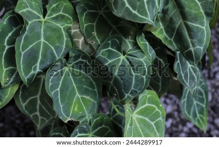 Green Anthurium flower. Anthurium Crystalinum. natural edition background