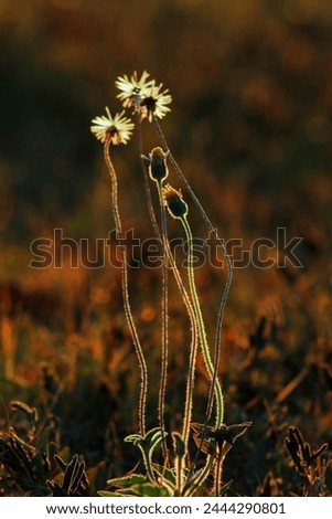 Golden grass flower silhouette with soft focus