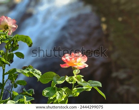 Light pink orange rose in front of a waterfall. Possibly Rosa x Hybrida. (a.k.a Tea Rose). Royalty-Free Stock Photo #2444299075