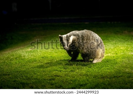 A European Badger ( Meles meles) looking for food on grass at night time in soft light.