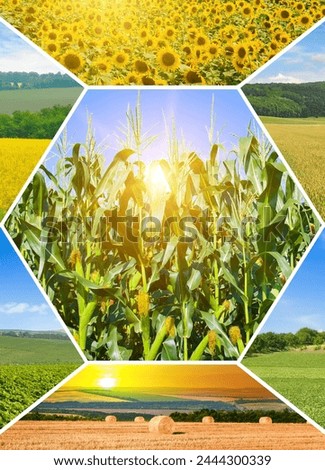 Agricultural fields and blue sky. Photo collage. Vertical photo
