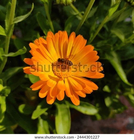 Marigold with bee , merigold flower, sun flower,  
marigold