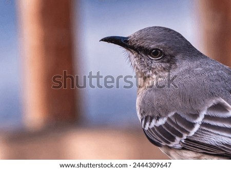 Northern Mockingbird on the backyard deck                   