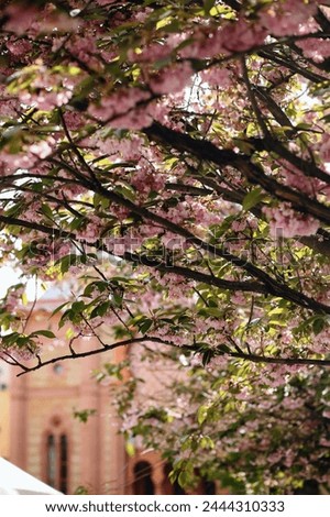 Branches of blossoming sakura tree on church background. Beautiful cherry blossom sakura in spring time. Cherry blossom trees park