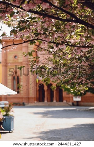 Branches of blossoming sakura tree on church background. Beautiful cherry blossom sakura in spring time. Cherry blossom trees park