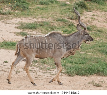 A Greater Kudu walking in the forest