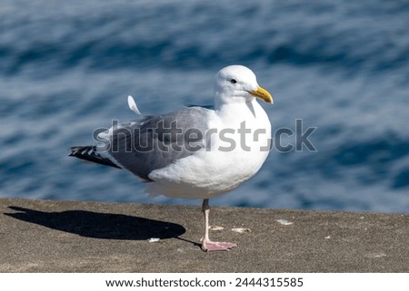 Majestic Seagull by the Seattle Shore.	