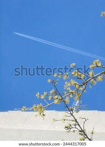 very beautiful tree branches with yellow flowers against the blue sky