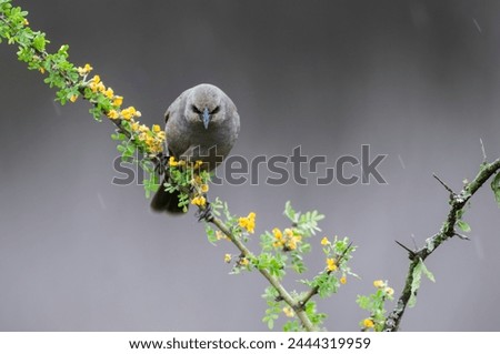 Bay winged Cowbird in Calden forest environment, La Pampa Province, Patagonia, Argentina.