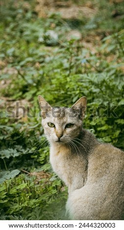 Indian common cat closeup face image, Black and white Indian cat with beautiful eyes pose seating with relaxing mood, close up domestic Cat. 