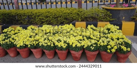 Yellow flowers in planter beautiful view natural flowers 