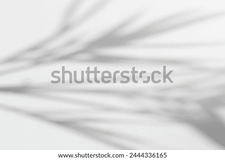 Abstract Summer Concept Design Background. Palm Leaves Sunlight Shadow on White.