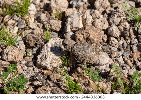 A young regal horned lizard, Phrynosoma solare, in natural habitat as found on rocky ground with spring vegetative growth, in Pima County, Arizona, USA. Royalty-Free Stock Photo #2444336303