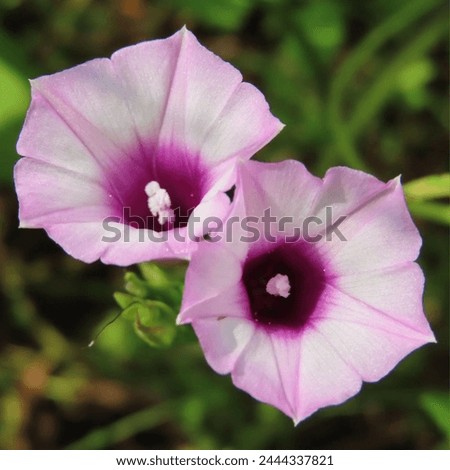 Star morning glories are blooming with purple flowers in autumn