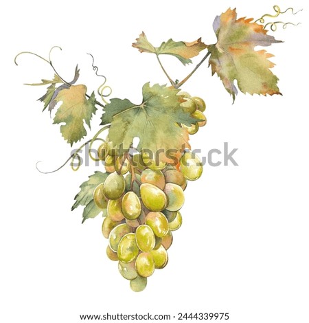 Bunch of green grapes with leaves. Isolated clip art. Hand painted watercolor illustration.