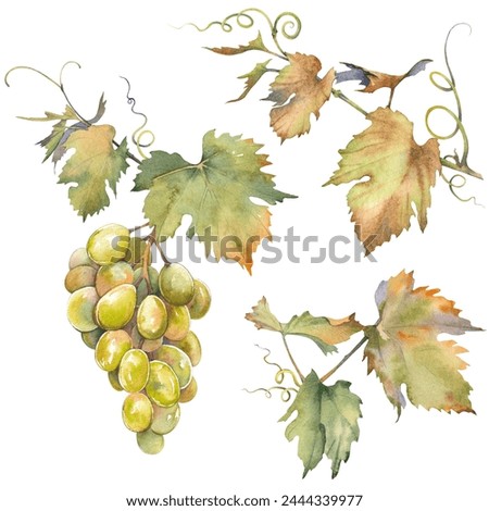 Set of green grapes with leaves. Isolated clip art. Hand painted watercolor illustration.